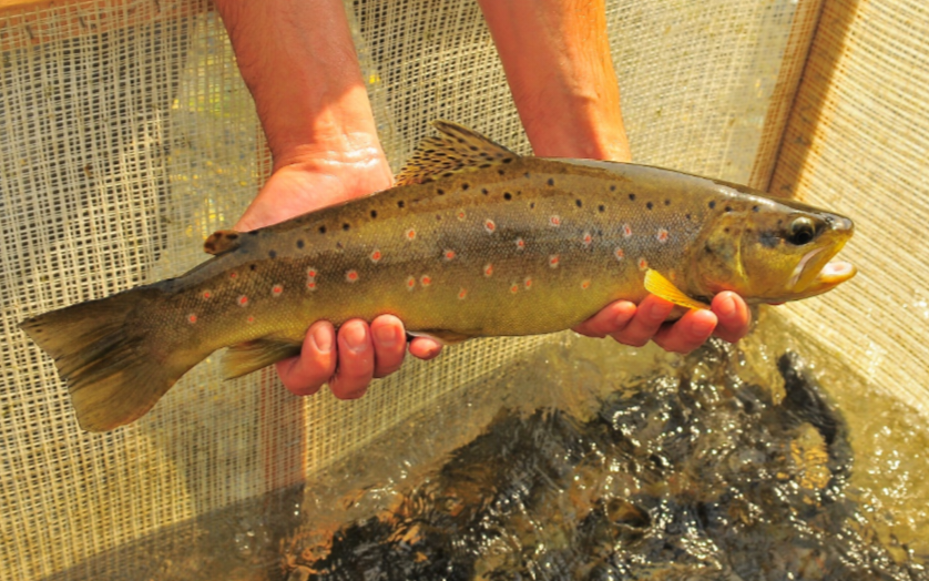 Befischung und Abstreifen