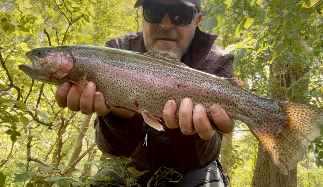 Regenbogenforelle Fischa-Dagnitz